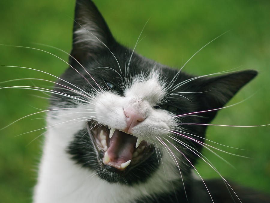 Tuxedo Cat Photograph