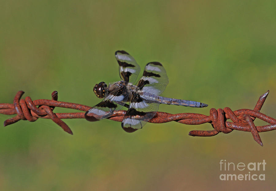 Insects Photograph - Twelve-spotted Skimmer #1 by Gary Wing