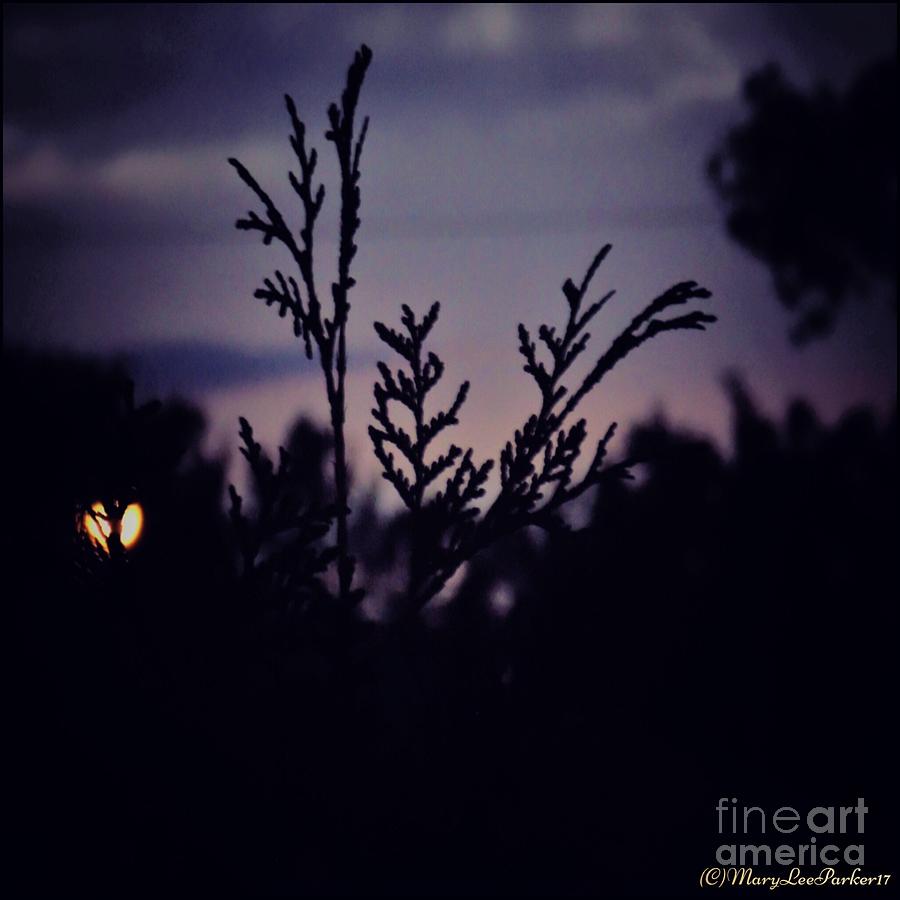  Twilight  #1 Photograph by MaryLee Parker