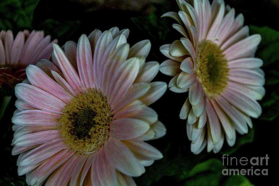 Twin Daisies #1 Photograph by William Norton