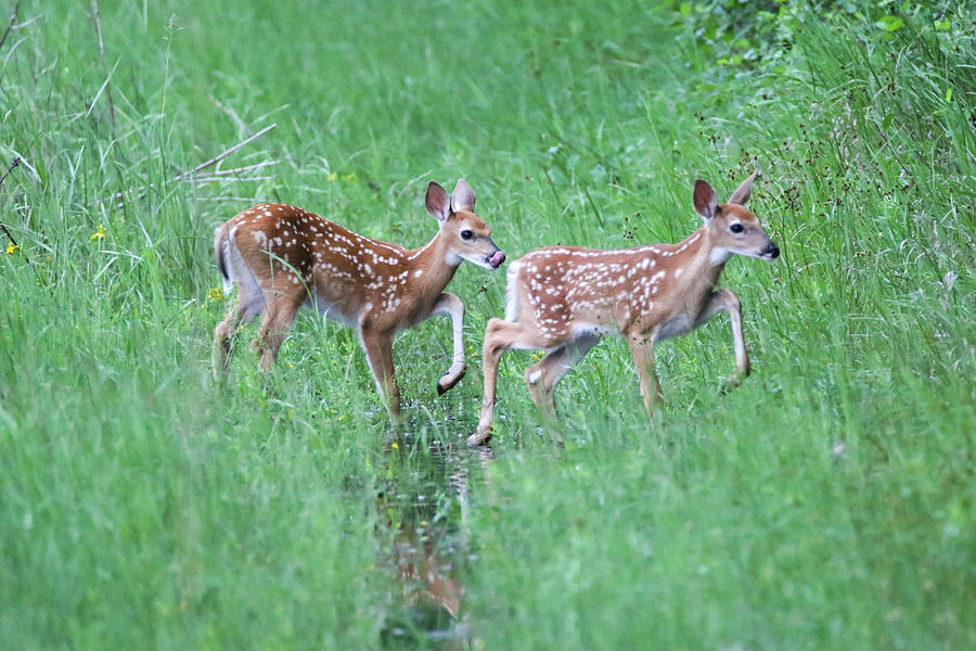 Twin Fawns #1 Photograph by Brook Burling