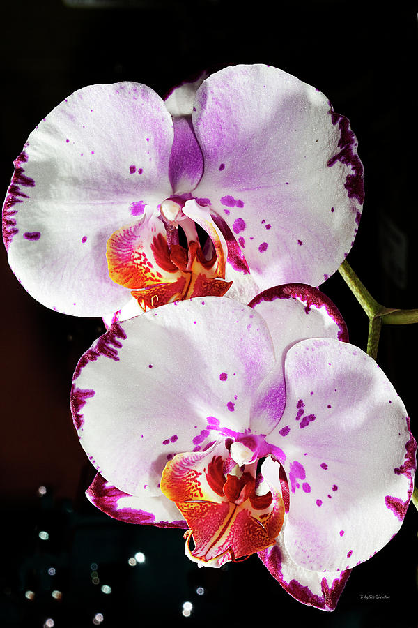 Twin Orchids #1 Photograph by Phyllis Denton