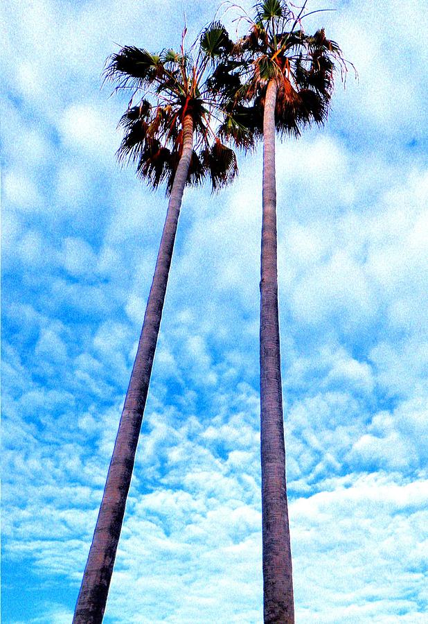 Twin Palms #1 Photograph by Daniele Smith
