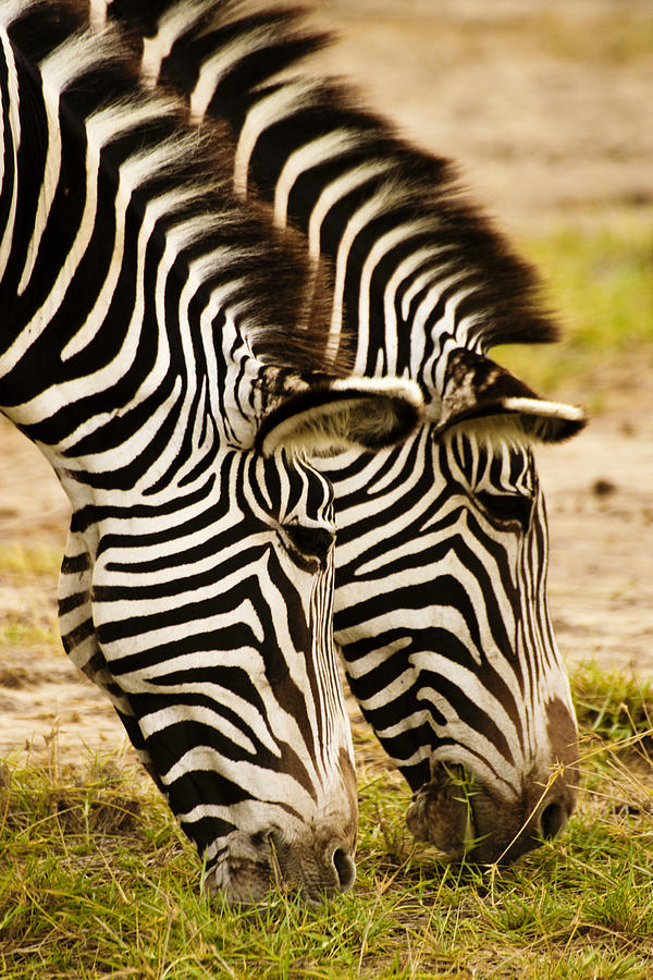 Twins in Stripes #1 Photograph by Michele Burgess