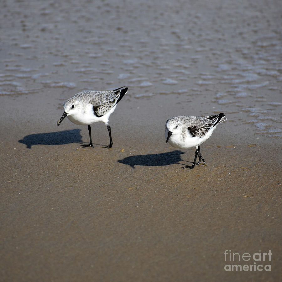 Animal Photograph - Twins #1 by Skip Willits