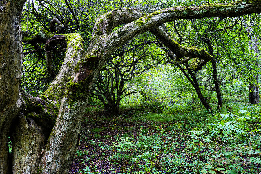 Twisted Dotted Thorn Tree #1 Photograph by Thomas R Fletcher