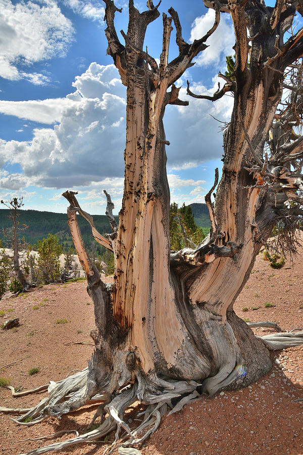 Twisted Forest Bristlecone #1 Photograph by Ray Mathis