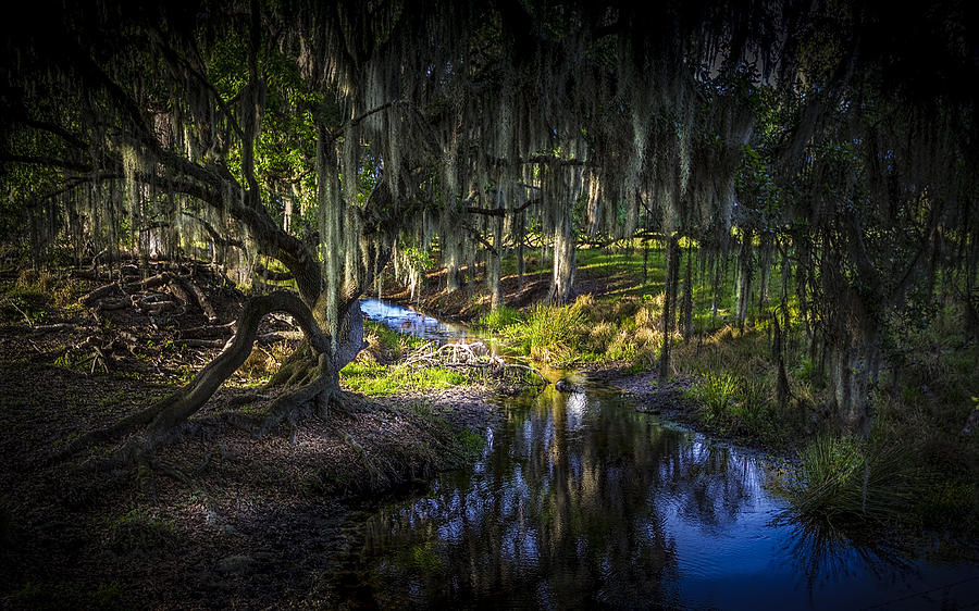 Twisted Oak Photograph by Marvin Spates - Fine Art America