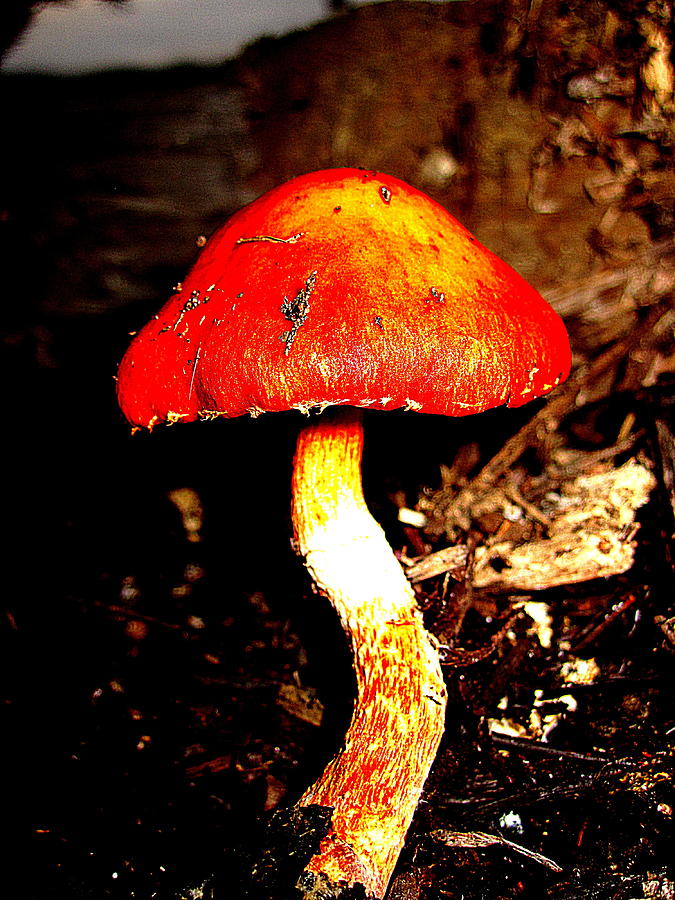 Twisty Mushroom #1 Photograph by John King I I I
