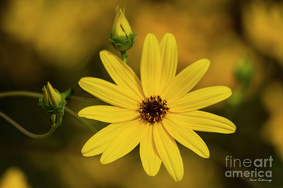 Two and One Black Eyed Susan Flower Art Photograph by Reid Callaway