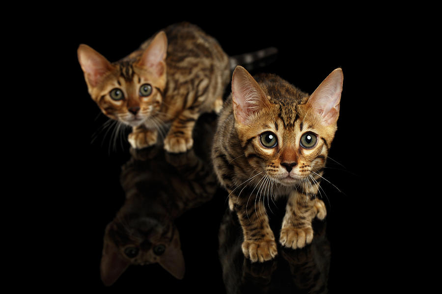 Cat Photograph - Two Bengal Kitty Looking in Camera on Black #2 by Sergey Taran