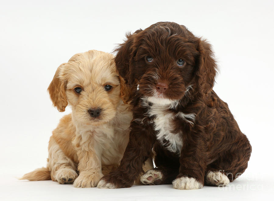 Two Cockapoo Puppies Photograph by Mark Taylor - Fine Art America