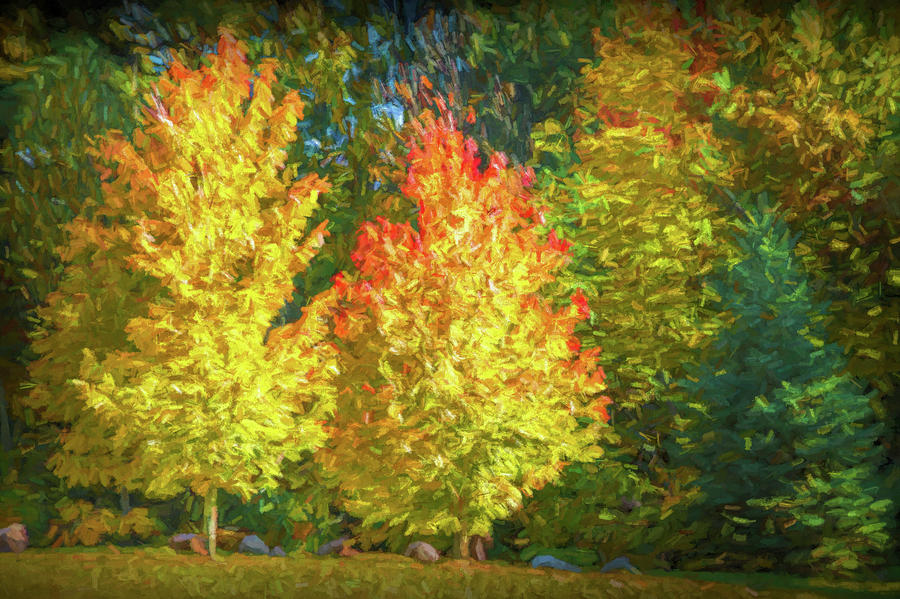 Two Colorful Autumn Trees #1 Photograph by Randall Nyhof