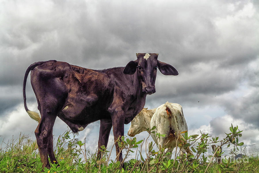 Two cows Photograph by Patricia Hofmeester