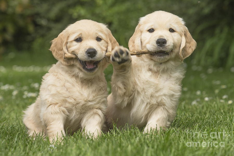 Two cute Golden Retriever dog puppies outdoors Photograph by Mary ...
