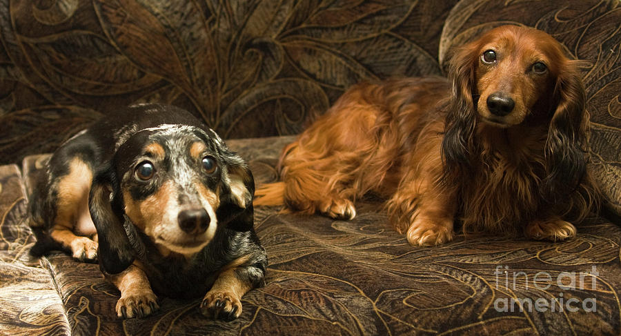 Two dachshunds #1 Photograph by Irina Afonskaya