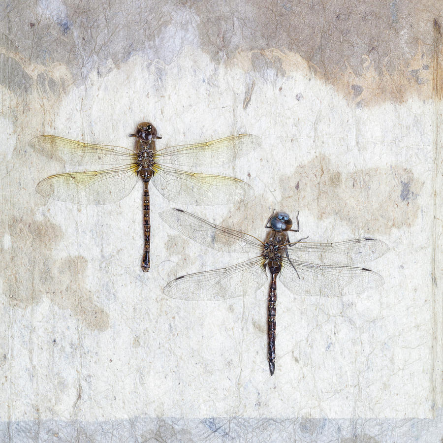 Insects Photograph - Two Dragonflies Square by Carol Leigh
