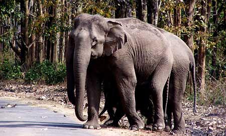 Animal Photograph - Two Elephants #1 by Siddarth Rai