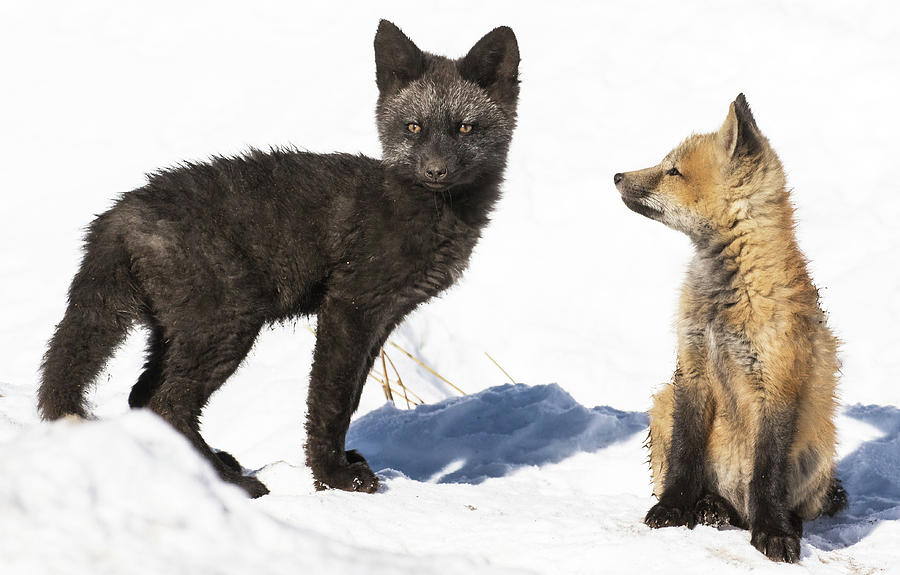 Two Fox Kits In Snow #1 #1 Photograph by Mindy Musick King