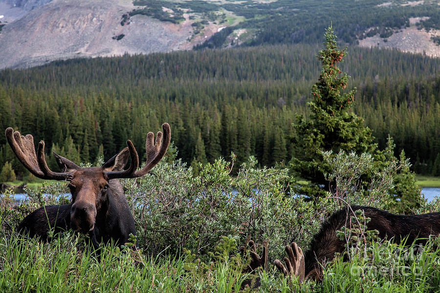 Colorado Moose Photograph - Two in the Bush #3 by Jim Garrison