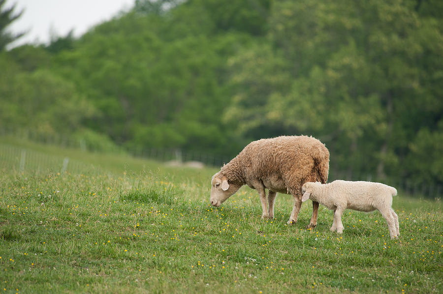 Two Lambs #1 Photograph by Joye Ardyn Durham