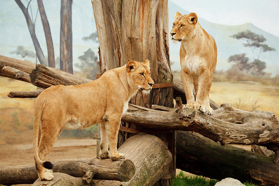 Two lionesses Photograph by Ellen Henneke