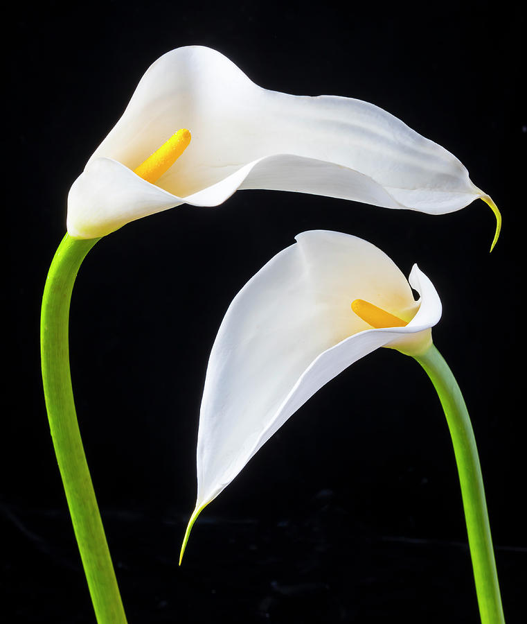 Two Lovely Calla Lilies #1 Photograph by Garry Gay