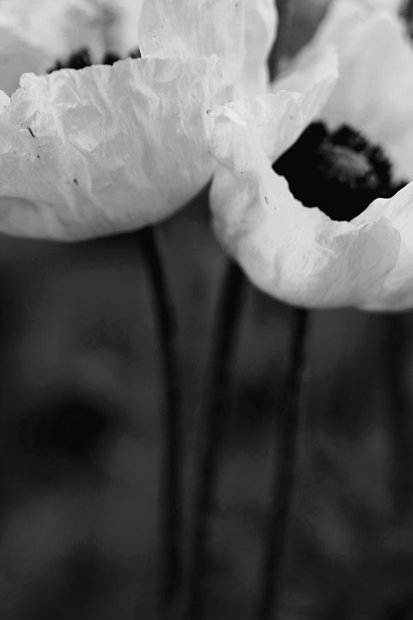 Two Loving Poppies... #1 Photograph by The Art Of Marilyn Ridoutt-Greene