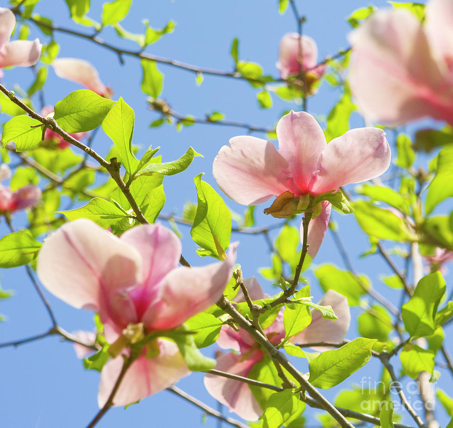 Two magnolia flowers  #1 Photograph by Irina Afonskaya