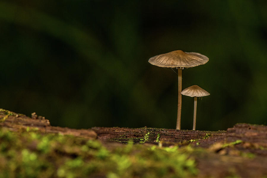 Two Mushrooms #1 Photograph by Paul Freidlund