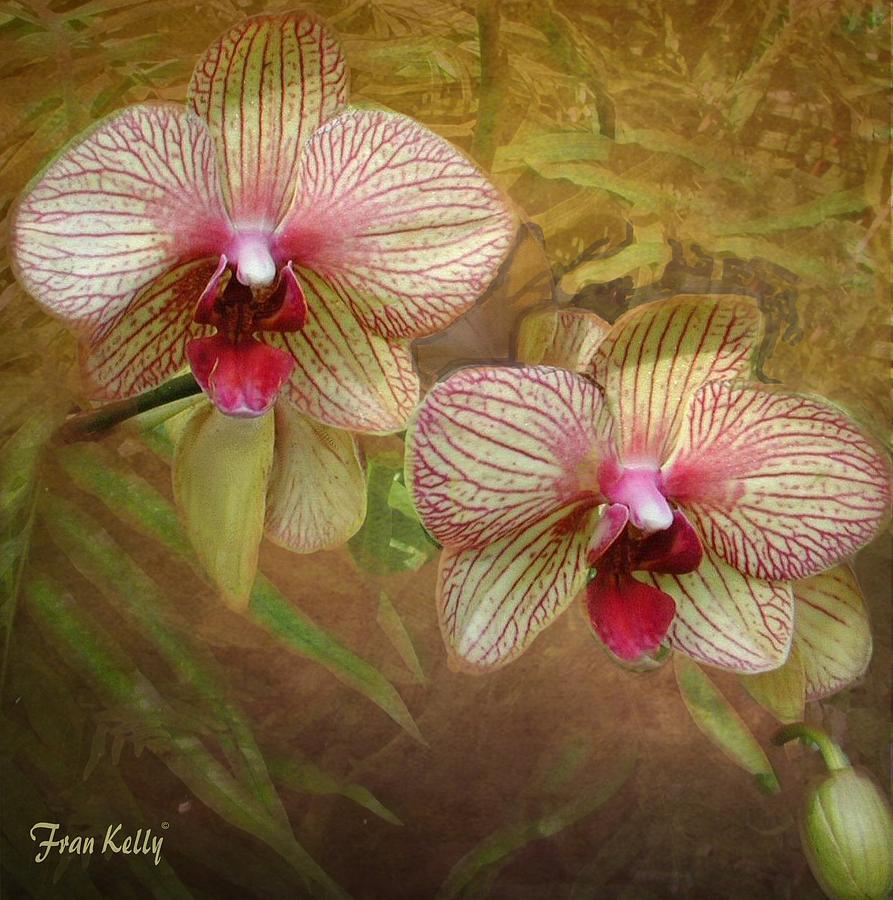 Garden Photograph - Two Orchids #1 by Fran Kelly