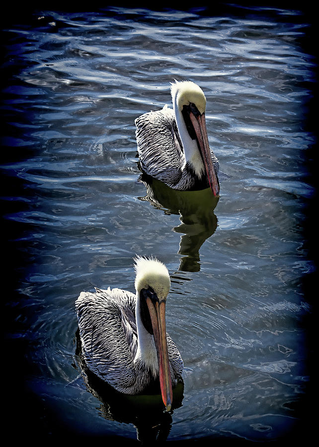 Two Pelicans by Andrew Chianese Two Pelicans by Andrew Chianese