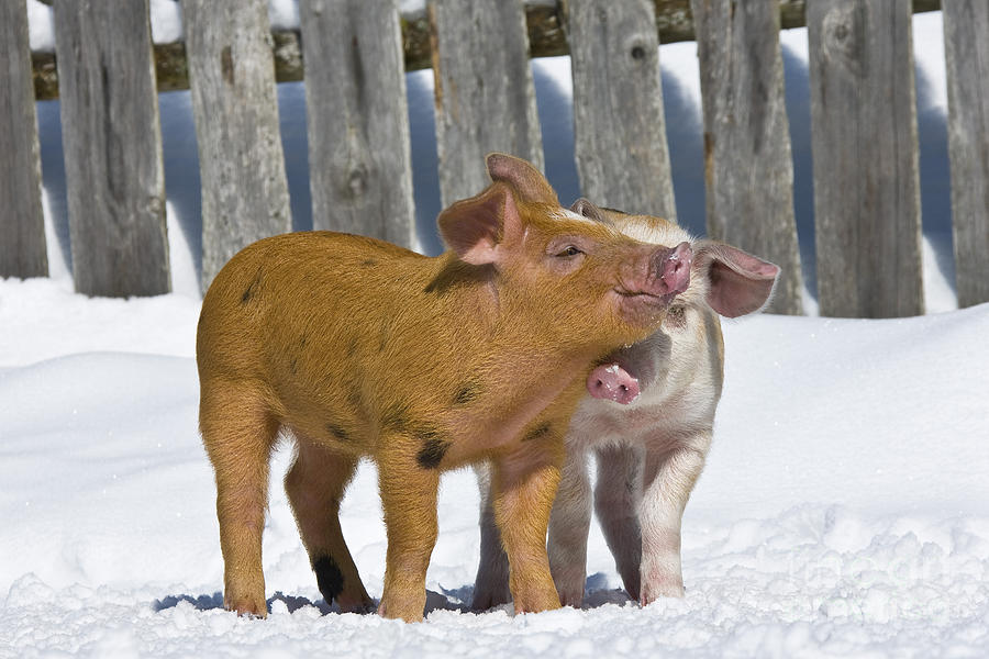Two Piglets Playing #1 Photograph by Jean-Louis Klein & Marie-Luce Hubert