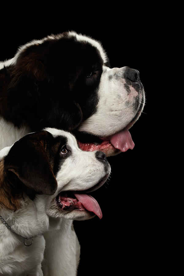 Two Saint Bernard Dog, Puppy and her Mom on Isolated Black Background Photograph by Sergey Taran