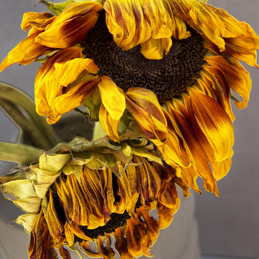 TWO SUNFLOWERS Tournesols Photograph by William Dey