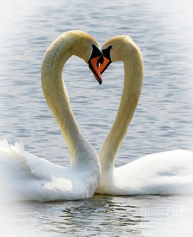 Two swans and a heart #1 Photograph by Colin Rayner