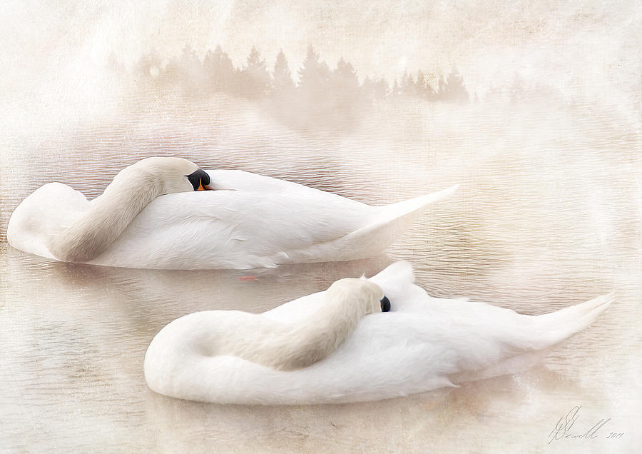 Swan Photograph - Two Swans #1 by Svetlana Sewell
