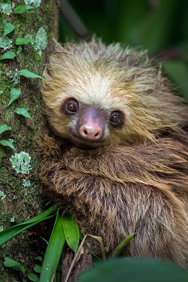 Nature Photograph - Two-toed Sloth Choloepus Didactylus #1 by Panoramic Images