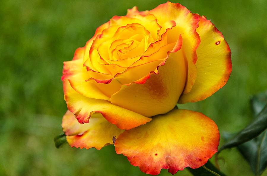 Two toned rose  #1 Photograph by Martina Fagan