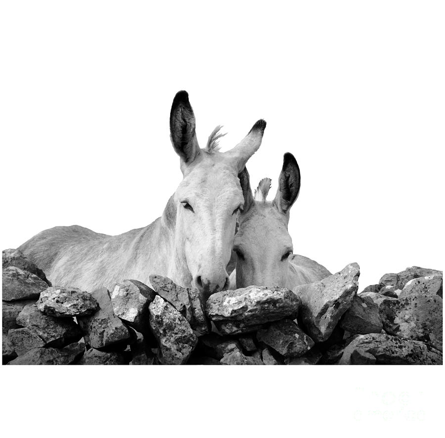 Two white Irish donkeys #1 Photograph by RicardMN Photography
