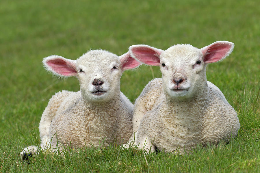 Two White Lambs #1 Photograph by Arterra Picture Library