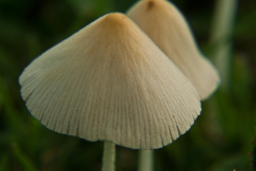 Two White Mushrooms #1 Photograph by Douglas Barnett