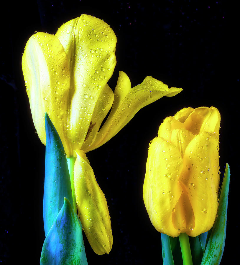 Two Yellow Tulips #1 Photograph by Garry Gay