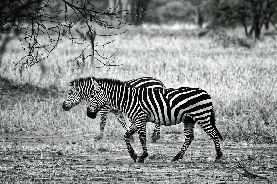 Two Zebras Walking Photograph by Sally Weigand