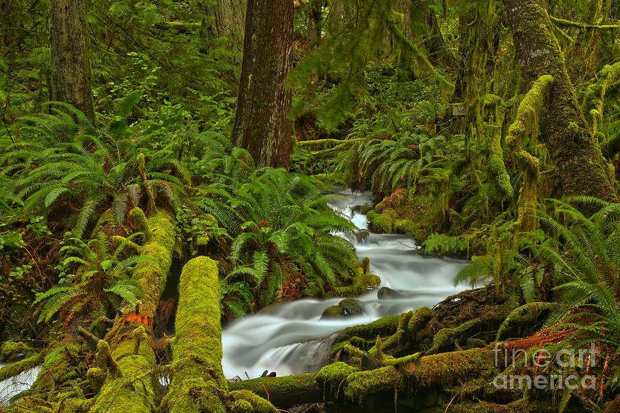 Olympic Wilderness Tranquility Photograph by Adam Jewell