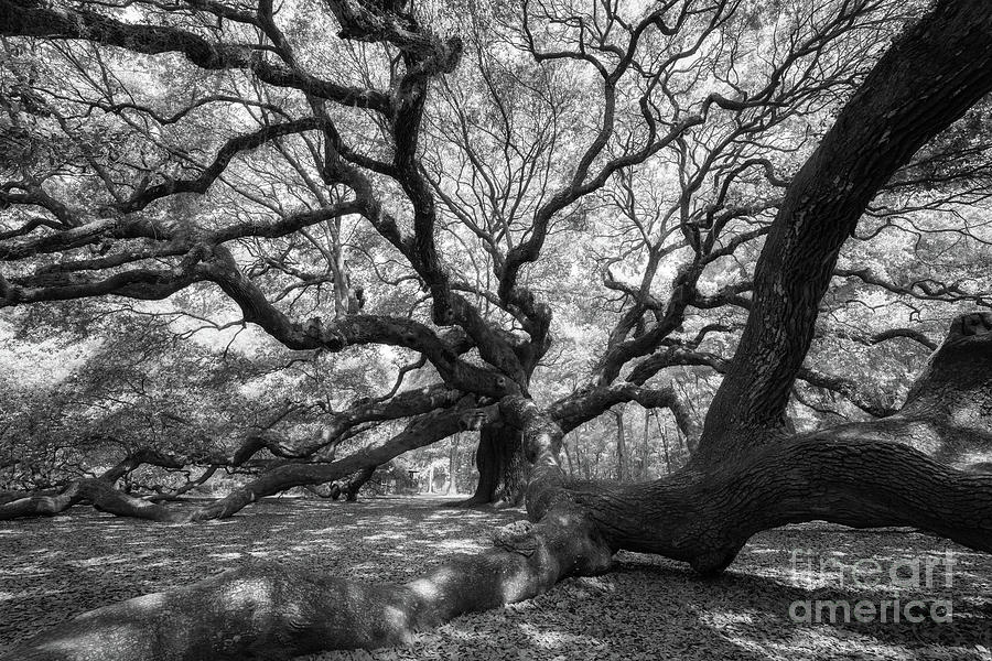 Under The Angel Oak Tree #1 Photograph by Michael Ver Sprill