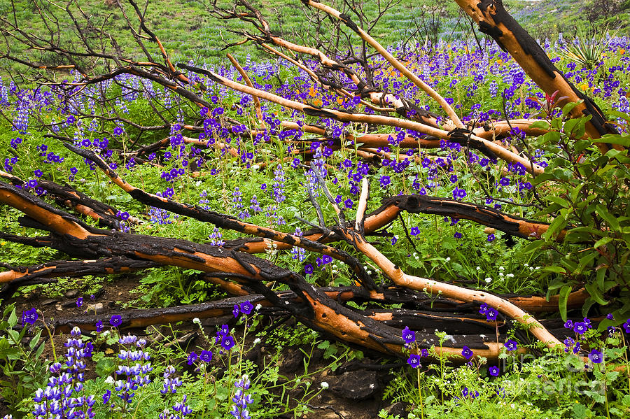 California Photograph - Under The Charred Laurel Sumac by Greg Clure California Photograph - Under The Charred Laurel Sumac by Greg Clure