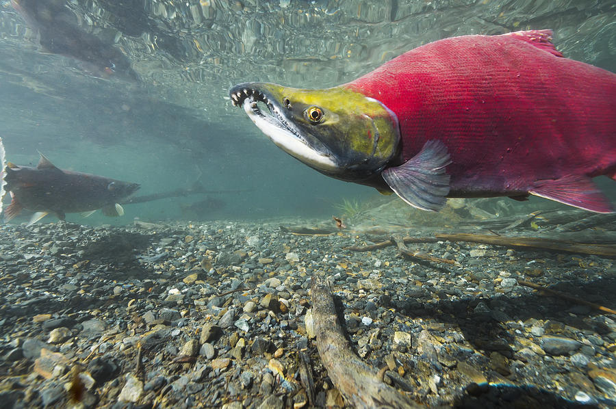 Underwater View Of A Male Sockeye Photograph by Roland Hemmi - Fine Art ...