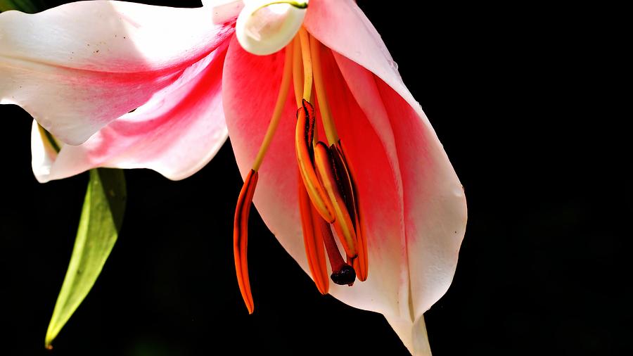Lily Photograph - Unfurling #1 by Katherine White