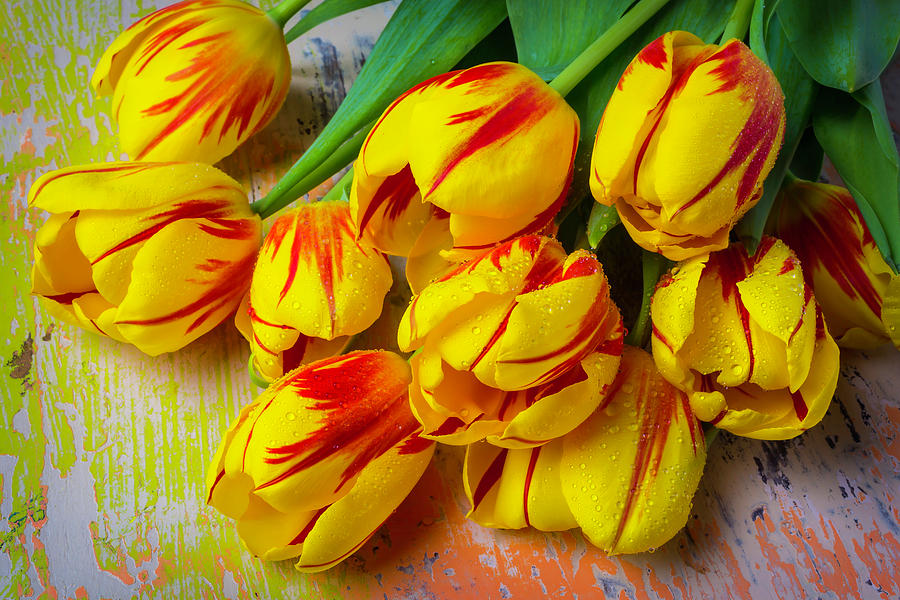Unique Tulips #1 Photograph by Garry Gay